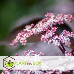 Sambucus Nigra 'black Lace' - Set De 4 - Pot 17cm - Hauteur 25-40cm -Karcher Soldes 64594fe01c6815.60092599