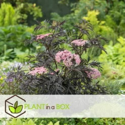 Sambucus Nigra 'black Lace' - Set De 4 - Pot 17cm - Hauteur 25-40cm -Karcher Soldes 64594fe03806c9.54643939