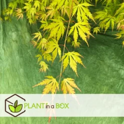 Érable Du Japon 'orange Lace' - érable Du Japon - Pot 19 - Hauteur 60-70cm -Karcher Soldes 64594fe370eab8.96202355