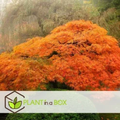 Érable Du Japon 'orange Lace' - érable Du Japon - Pot 19 - Hauteur 60-70cm -Karcher Soldes 64594fe398ecf4.82427058