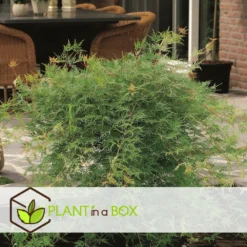 Acer Palmatum 'emerald Lace' - Set De 2 - Erable - Pot 19cm - Hauteur 60-70cm -Karcher Soldes 64594fe76484d1.79791635