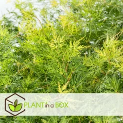 Acer Palmatum 'emerald Lace' - Set De 2 - Erable - Pot 19cm - Hauteur 60-70cm -Karcher Soldes 64594fe7701380.01292774