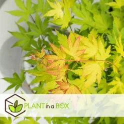 Acer 'orange Dream' - Set De 2 - Erable Japonais - Pot 19cm - Hauteur 60-70cm -Karcher Soldes 64594fee6b73d3.76688745