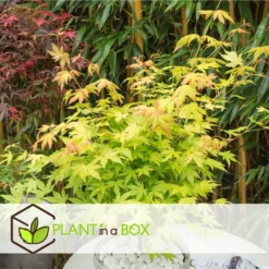 Acer 'orange Dream' - Set De 2 - Erable Japonais - Pot 19cm - Hauteur 60-70cm -Karcher Soldes 64594fee93e6f8.30303969