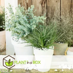 Fascicularia - Set De 2 - Feuilles Bleu-gris - Pot 13cm - Hauteur 20-30cm 8 Fascicularia - Set De 2 - Feuilles Bleu-gris - Pot 13cm - Hauteur 20-30cm -Karcher Soldes 64594ff3527889.00738581