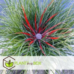 Fascicularia - Set De 2 - Feuilles Bleu-gris - Pot 13cm - Hauteur 20-30cm 7 Fascicularia - Set De 2 - Feuilles Bleu-gris - Pot 13cm - Hauteur 20-30cm -Karcher Soldes 64594ff35d31b3.50303557