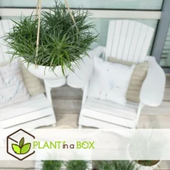 Fascicularia - Set De 2 - Feuilles Bleu-gris - Pot 13cm - Hauteur 20-30cm 9 Fascicularia - Set De 2 - Feuilles Bleu-gris - Pot 13cm - Hauteur 20-30cm -Karcher Soldes 64594ff376f620.10067684