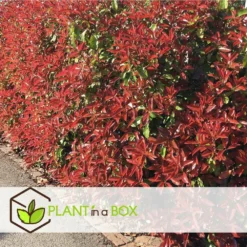 Photinia Fraseri Red Robin - Set De 6 - Pot 17cm - Hauteur 30-40cm -Karcher Soldes 6459500a3f3082.23305329