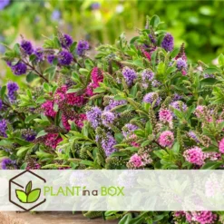 Hebe Pinguifolia - Mélange De 12 - Arbuste - Pot 10.5cm - Hauteur 15-20cm -Karcher Soldes 6459500e708ff1.21350477