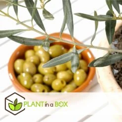 Olea Europaea - Oliviers - Pot 9cm - Hauteur 25-40cm -Karcher Soldes 6459501218bf44.03120983