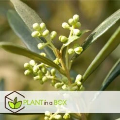 Olea Europaea - Oliviers - Pot 9cm - Hauteur 25-40cm -Karcher Soldes 64595012239446.66153522