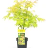 Acer 'orange Dream' - érable Du Japon - Pot 19cm - Hauteur 60-70cm