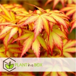 Acer 'orange Dream' - érable Du Japon - Pot 19cm - Hauteur 60-70cm -Karcher Soldes 645951438cd7a4.16475158