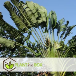 Ravenala Madagascariensis - Set De 6 - Palmier - Pot 9cm - Hauteur 25-40cm -Karcher Soldes 6459514a411999.08180909