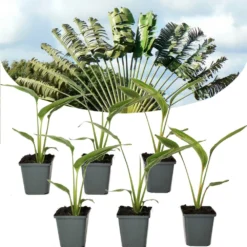 Ravenala Madagascariensis - Set De 6 - Palmier - Pot 9cm - Hauteur 25-40cm