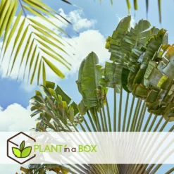 Ravenala Madagascariensis - Set De 6 - Palmier - Pot 9cm - Hauteur 25-40cm -Karcher Soldes 6459514a4d3af4.73981020