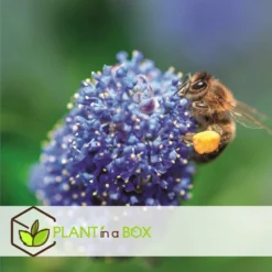 Ceanothus Thyrsiflorus Repens - Arbuste - Pot 17cm - Hauteur 60-70cm 7 Ceanothus Thyrsiflorus Repens - Arbuste - Pot 17cm - Hauteur 60-70cm -Karcher Soldes 64595167209750.66688397