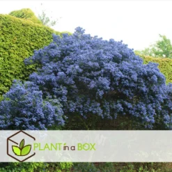 Ceanothus Thyrsiflorus Repens - Arbuste - Pot 17cm - Hauteur 60-70cm 6 Ceanothus Thyrsiflorus Repens - Arbuste - Pot 17cm - Hauteur 60-70cm -Karcher Soldes 64595167264cf5.38010472