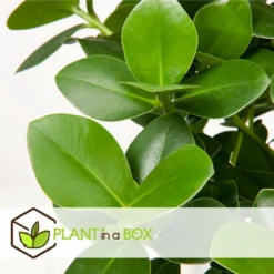 Plantes D'intérieur Purificatrices D'air - Mix De 5 - Pot 12cm - Hauteur 25-40cm -Karcher Soldes 645a3a1057bee5.82607772