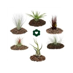 6 Tillandsias Différentes Dans Un Ensemble