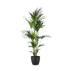 Kentia Palme - Howea Forsteriana - Xxl - Environ 165cm De Haut - Dans Le Pot "brussels" - Noir