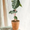 Plante D'intérieur - Alocasia Pink Dragon 25cm