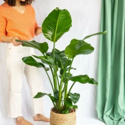 Plante D'intérieur - Strelitzia Nicolai Xl 130cm