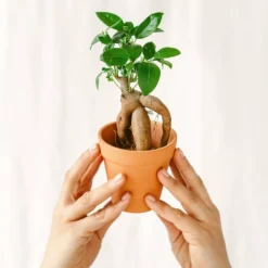 Plante D'intérieur - Mini Ficus Ginseng Microcarpa (d06) 12cm
