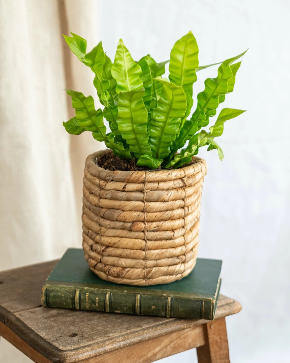 Plante D'intérieur - Asplenium Crispy Wave 20cm 1 Plante D'intérieur - Asplenium Crispy Wave 20cm