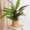 Plante D'intérieur - Calathea Lancifolia L 65cm