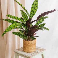 Plante D'intérieur - Calathea Lancifolia L 65cm