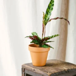 Plante D'intérieur - Calathea Lancifolia 50cm