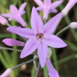 Ail D'afrique Du Sud 'silver Lace' - 3l