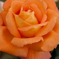 Rosier Meilland 'louis De Funes' Meilland - 5l