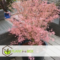Japanese Maple 'taylor' - 'limited Edition' - Pot 19cm - Hauteur 60-70cm 8 Japanese Maple 'taylor' - 'limited Edition' - Pot 19cm - Hauteur 60-70cm -Karcher Soldes 64932591647bf2.45258243