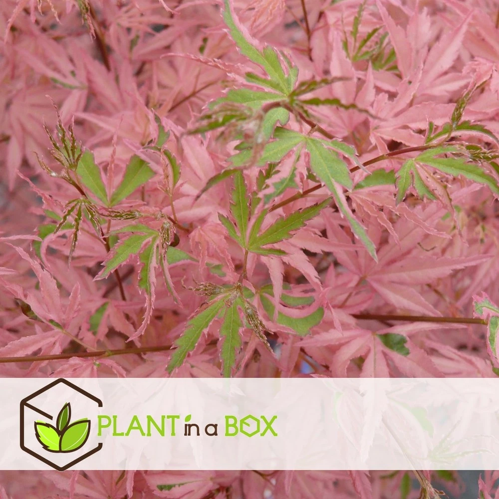Japanese Maple 'taylor' - 'limited Edition' - Pot 19cm - Hauteur 60-70cm 2 Japanese Maple 'taylor' - 'limited Edition' - Pot 19cm - Hauteur 60-70cm – Image 2