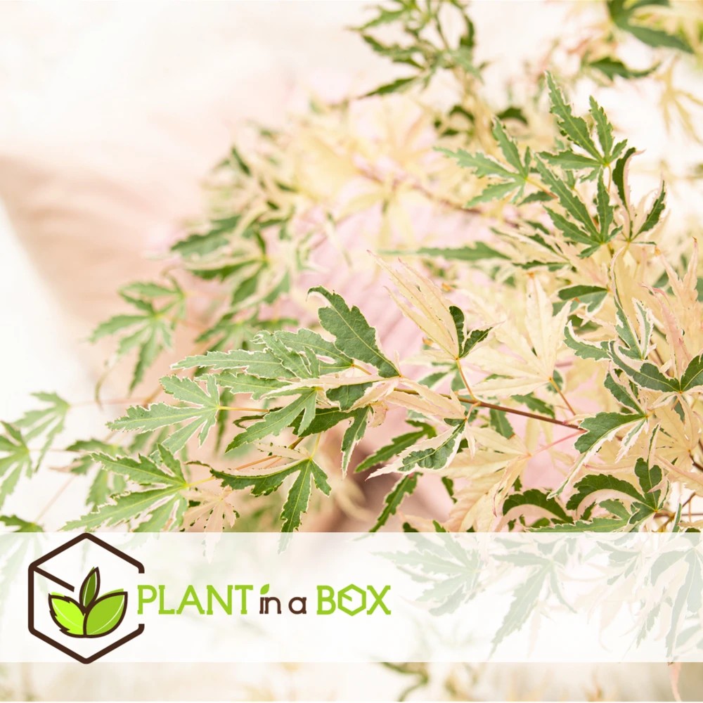 Japanese Maple 'taylor' - 'limited Edition' - Pot 19cm - Hauteur 60-70cm 6 Japanese Maple 'taylor' - 'limited Edition' - Pot 19cm - Hauteur 60-70cm – Image 6