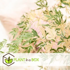 Érable Du Japon 'taylor' - Set De 2 - érable - Pot 19cm - Hauteur 60-70cm -Karcher Soldes 649325931c4e33.62041123