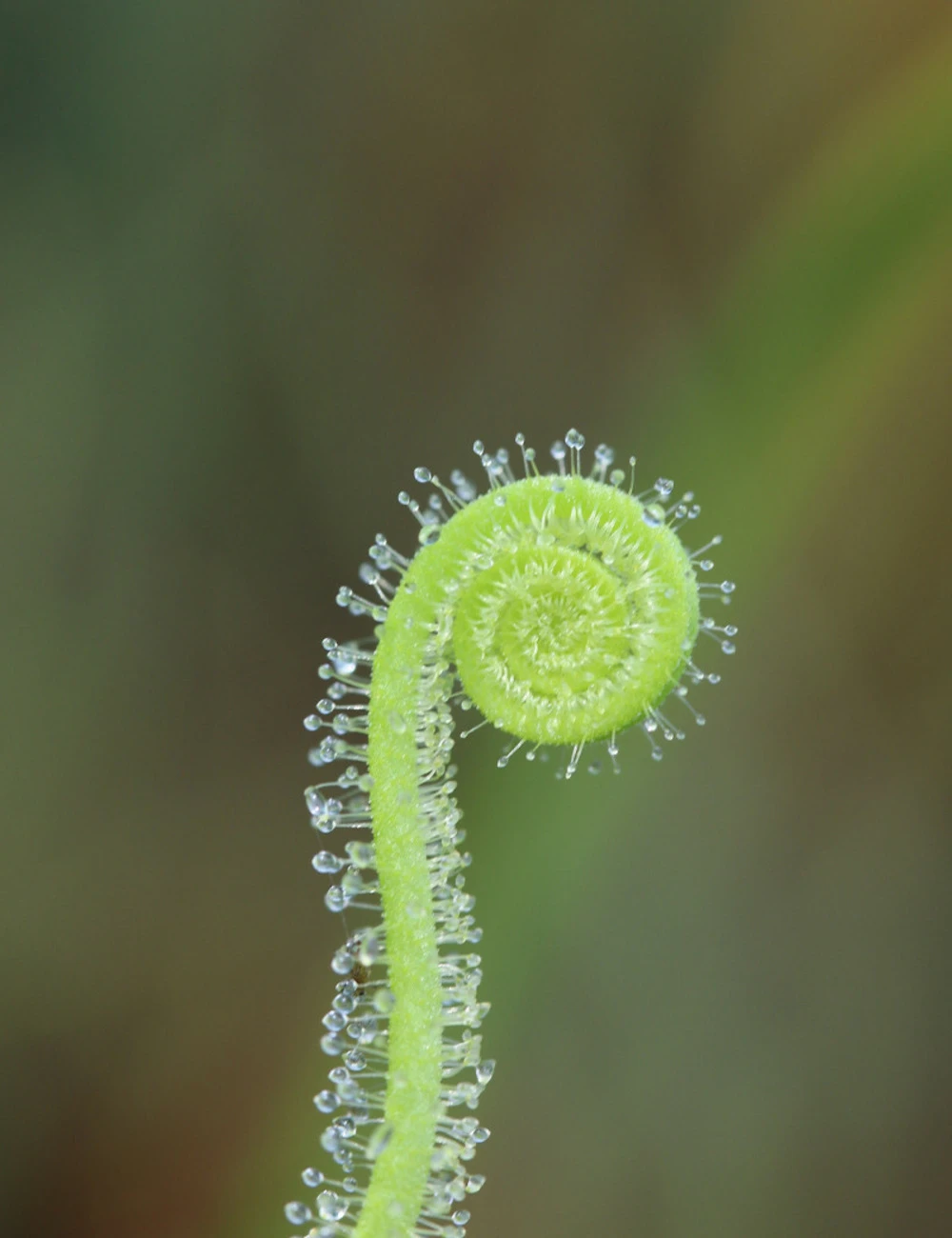 Drosera Filiformis Var. Tracyi Caractéristique - Pot 9 Cm 1 Drosera Filiformis Var. Tracyi Caractéristique - Pot 9 Cm