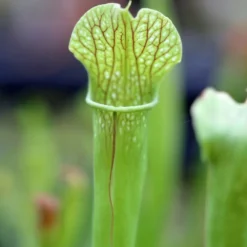 Sarracenia X (x Excellens X Readii) Caractéristique - Pot 12 Cm