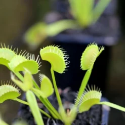 Dionaea Muscipula 'dentate' Clone 2 Caractéristique - Pot 7 Cm