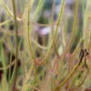 Drosera Binata Var. Dichotoma Forme Géante Caractéristique - Pot 9 Cm