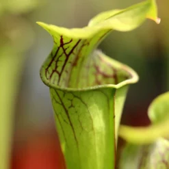 Sarracenia Oreophila Caractéristique - Pot 12 Cm