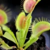 Dionaea Funnel Trap - Dionée Trichtefalle Caractéristique - Pot 7 Cm