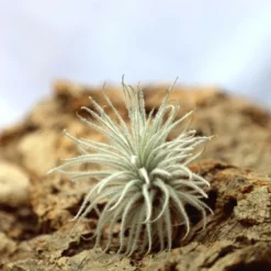 Tillandsia Tectorum - 8 à 10 Cm