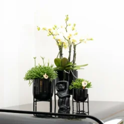 Rhipsalis Baccifera - H15cm, ø9cm - Plante D'intérieur -Karcher Soldes 6638490801f056b7