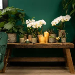 Haworthia Limifolia - ø6cm - H11cm, ø6cm - Plante D'intérieur -Karcher Soldes 6945dc1ff6ec8dda