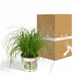 Herbe à Chat - H20cm, ø12cm - Plante D'intérieur -Karcher Soldes 6f32ed9d24c25498