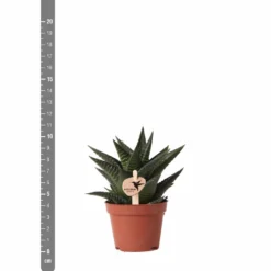 Haworthia Limifolia - ø6cm - H11cm, ø6cm - Plante D'intérieur -Karcher Soldes 6f5c034fd84b61ae