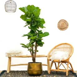 Ficus Lyrata Xxl - H160cm, ø30cm - Très Grande Plante D'intérieur -Karcher Soldes 74401ca0208fff45